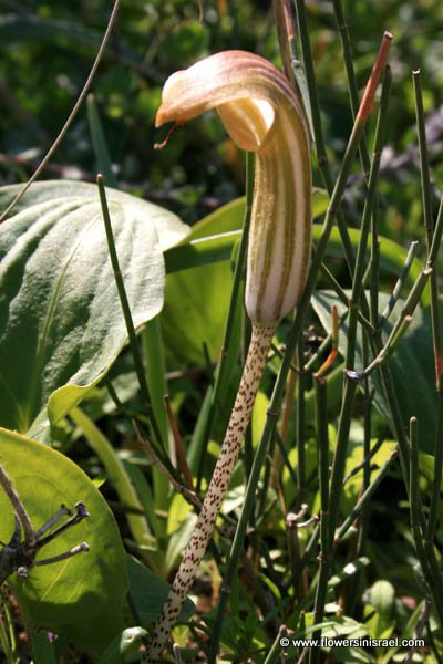 Arisarum vulgare